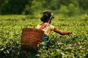 Woman plucking tea in Assam, India.
