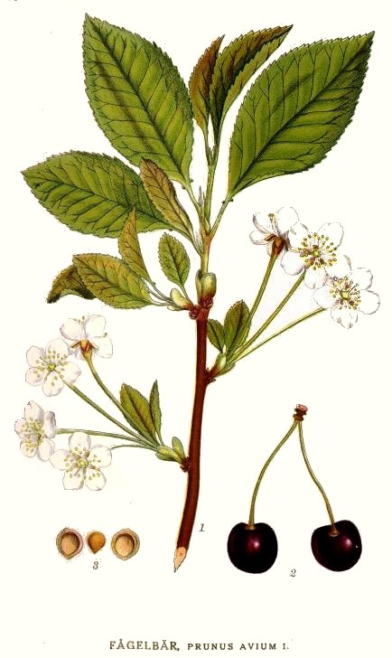 Prunus avium illustration