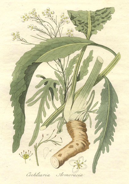 Illustration of the whole horseradish plant