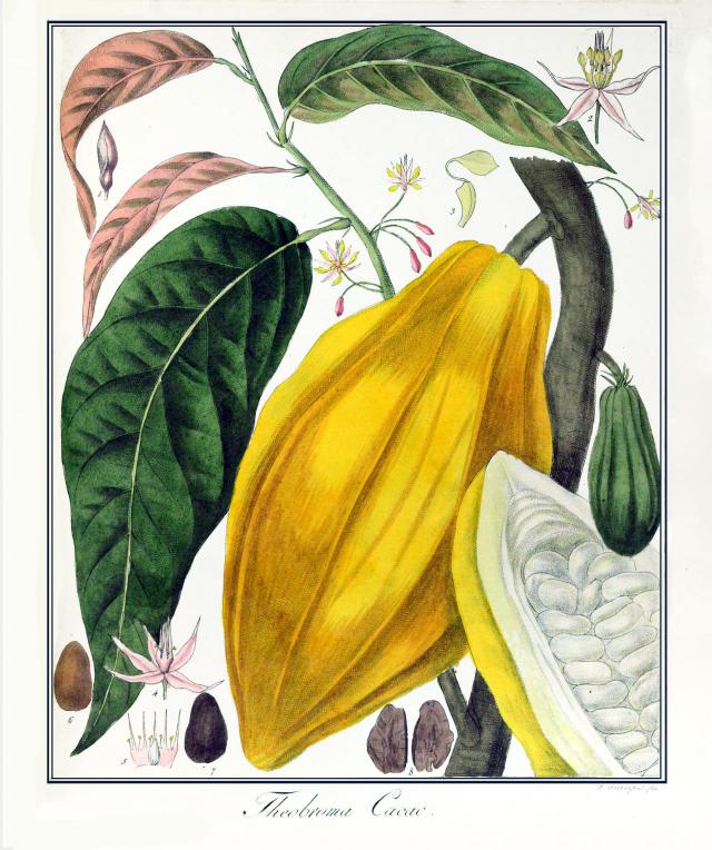 Illustration of the cacao plant