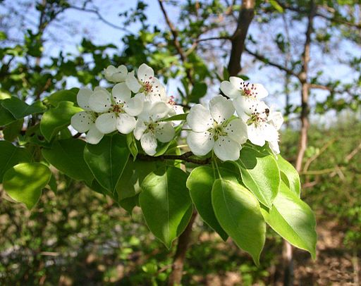 European pear tree flowers