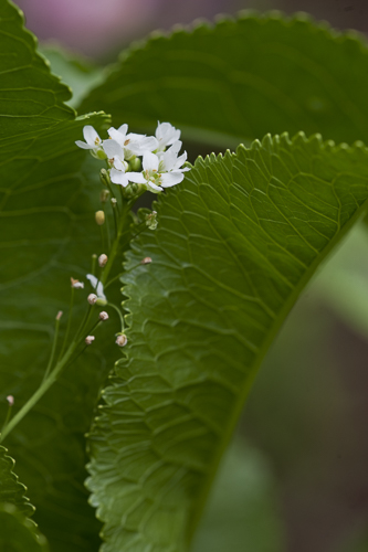 Horseradish leaf and flower