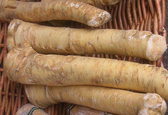 Horseradish roots in a basket