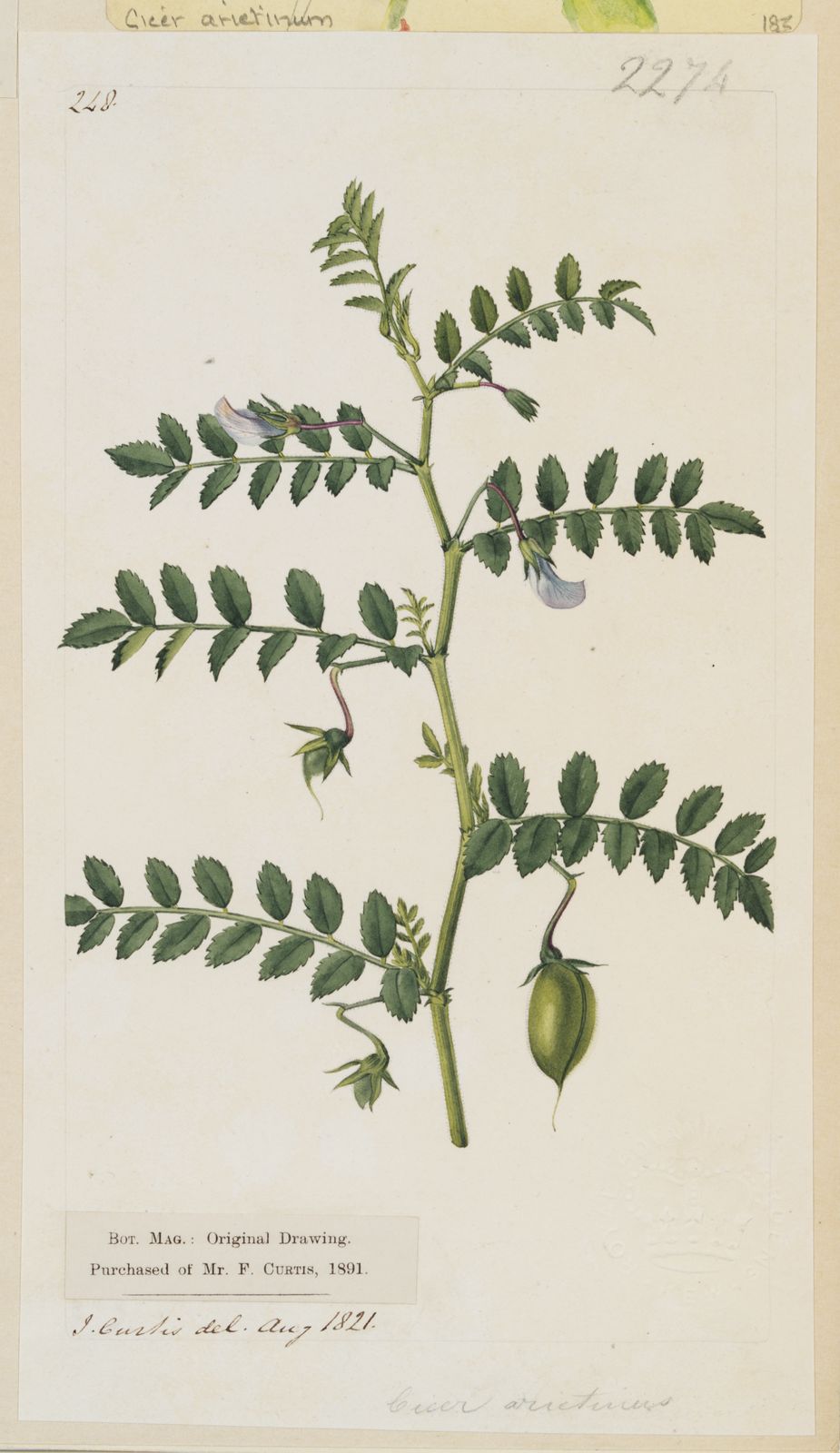Illustration of chickpea plant
