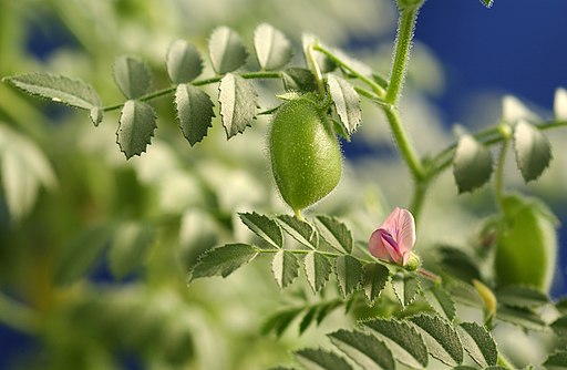 Chickpea pod and flower
