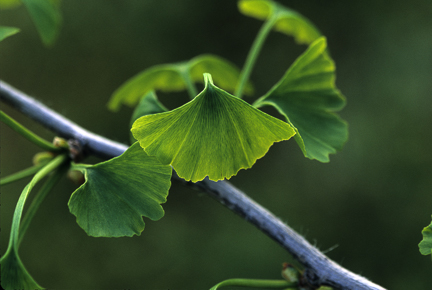 Ginkgo biloba leaf on the tree