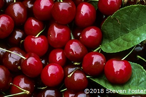 Sour cherry fruit