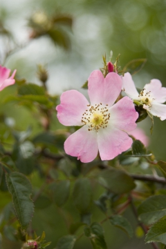 Rosa canina blossom