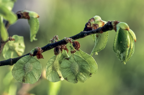 Slippery elm branch with leaves