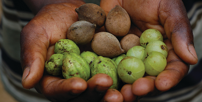 A pair of hands hold the three triphala fruits