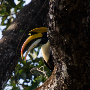 A great pied hornbill peeks around the trunk of a tree