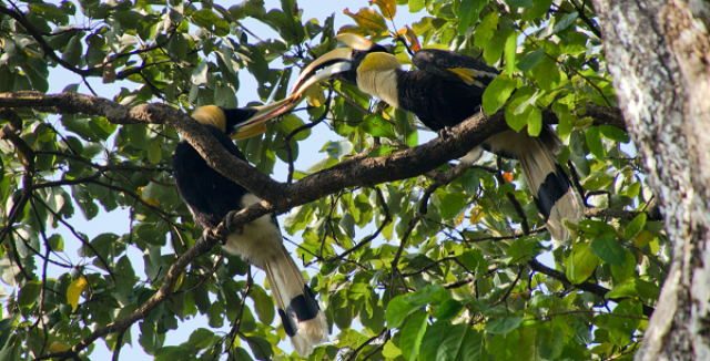 A mated pair of great pied hornbills on a branch