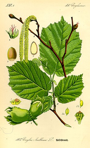 Illustration of hazelnut plant parts