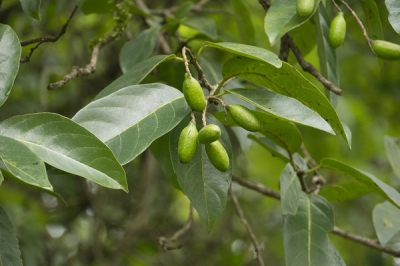 Terminalia chebula fruit on the tree