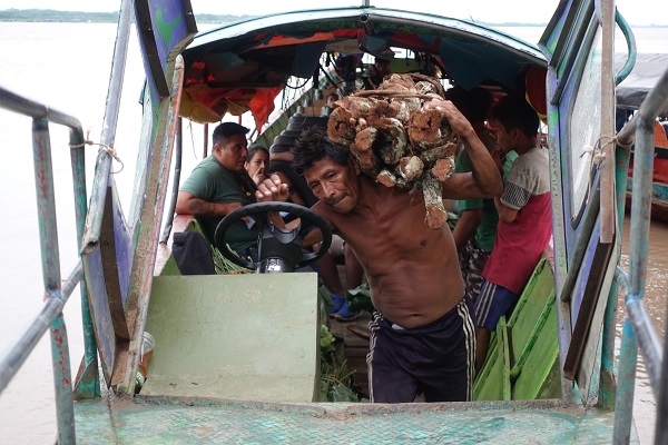 A shirtless man hauls a bundle of vines from the boat over his shoulder