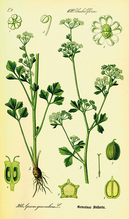 Botanical illustration of celery plant parts