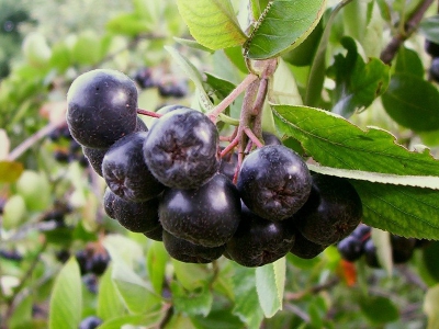 A cluster of aronia fruits on the stem