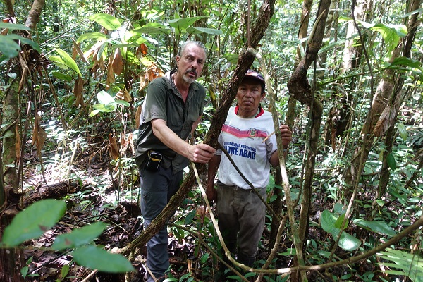 Two men stand next to a large ayahuasca vine. One grips it in his hand.