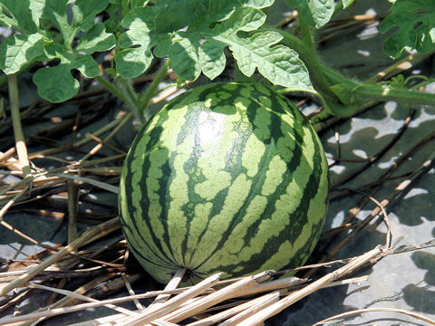 A watermelon gourd grows from its vine, shaded slightly by leaves