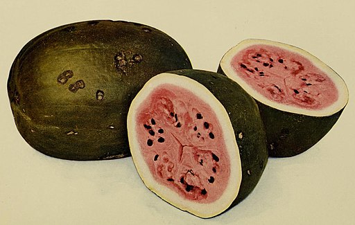 A realistic illustration of a whole watermelon and a split watermelon, revealing the pink fruit inside