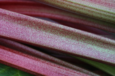 close-up of pinkish green rhubarb stalks