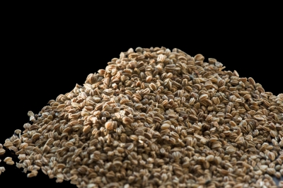 Dramatically lit pile of celery seeds with a dark, brooding background