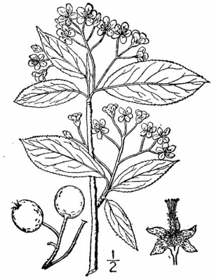 Black and white line drawing of black chokeberry plant, including fruit, flowers, and leaves