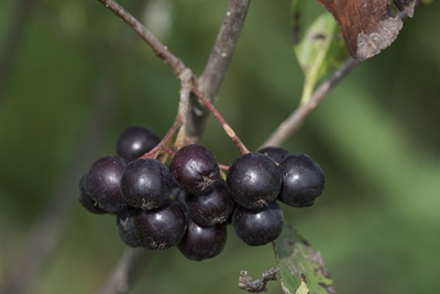 A cluster of small, dark purple aronia berries hanging on a stem