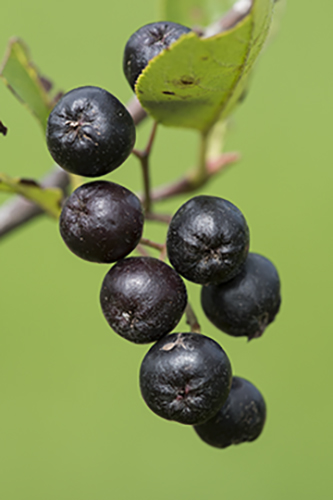 Small dark purple berries against a light green background