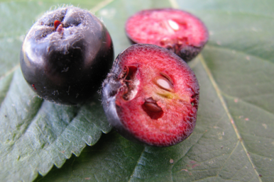 Aronia berries, whole and in half, showing dark pink insides and two small seeds, on green, serrated leaves