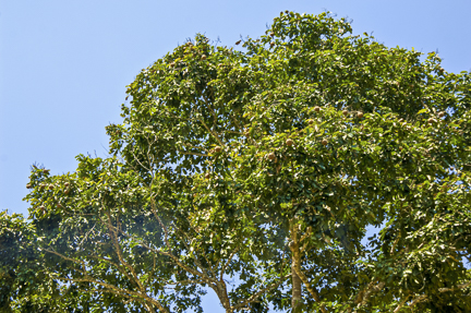 Brazil nut tree canopy