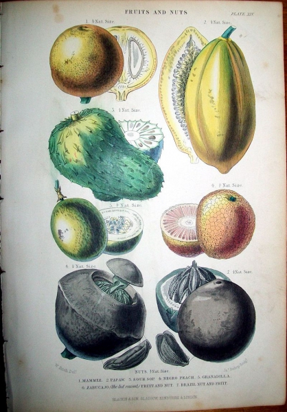 Illustration of tropical fruits, including Brazil nut