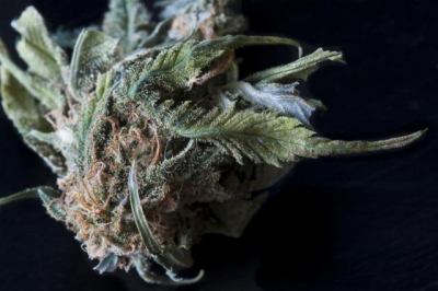 Close-up of a marijuana flower bud on a dark background
