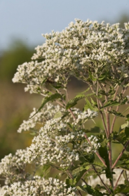 A tall stem with thin green leaves, capped with an umbrella-like growth of small white flowers