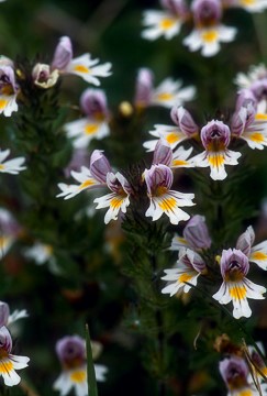 A group of small purple flowers, with white and yellow inside the petals