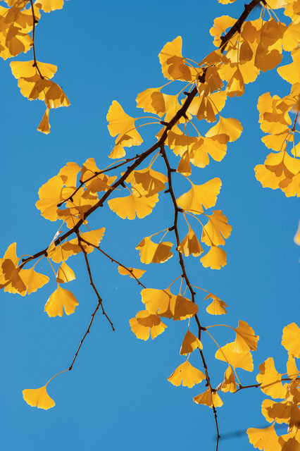 Yellow ginkgo biloba leaves on the branch against a blue sky