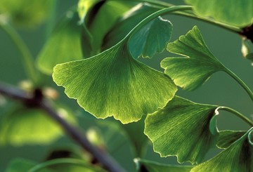 Green, fan-shaped leaves draped from their stems