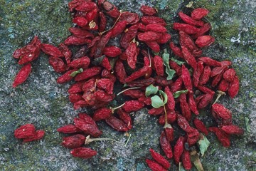 Small, red dried berries scattered on a mossy rock