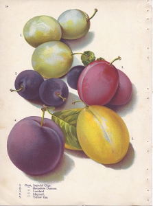 A botanical drawing of different plum varieties with yellow plums on top, small purple in the middle, and larger reddish ones below