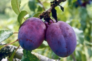 Two purplish plums on the tree
