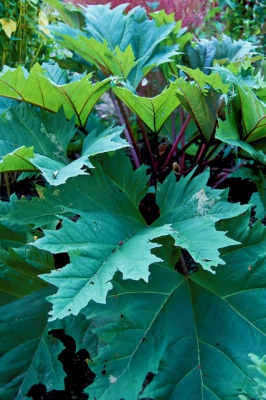 Rhubarb stalks and leaves growing in the ground