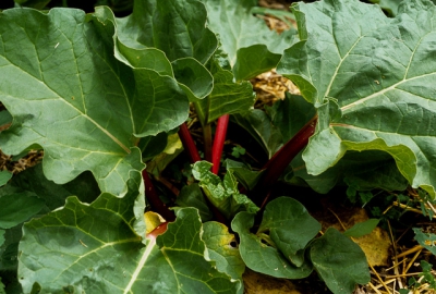 rhubarb stalk and leaves growing in the ground