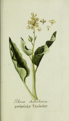 botanical illustration of rhubarb leaf, stalk, and inflorescence