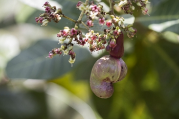 A cashew nut and its pseudofruit hang from a branch full of small, pinkish inflorescences