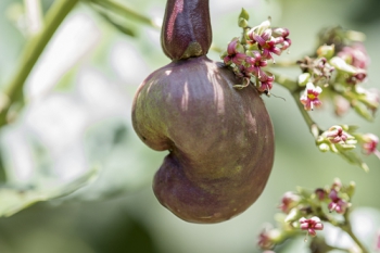A reddish-brown cashew nut hangs from its small red pseudofruit on the tree, while immature pinkish inflorescences wave in the background