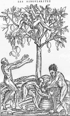 A line drawing captioned "Les Singularitez" shows a man in a cashew tree throwing cashew apples down to two more men