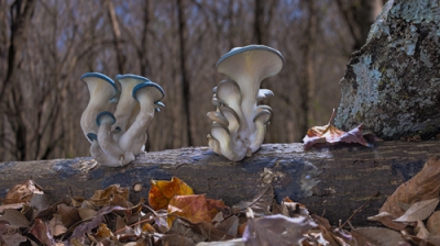 Two clusters of blue-lipped mushrooms grow from a log