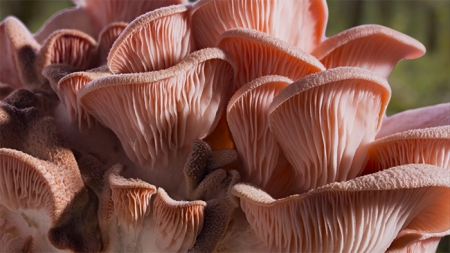 Fungi grow in a cluster, showing off delicate tan gills