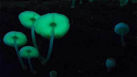 Florescent umbrella-like mushrooms glow green in low lighting