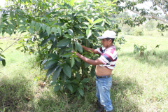 A man in jeans, a pulled up shirt, and cap displays a leaf on a large, leafy shrub